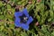 Beautiful blue gentian