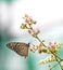 Beautiful Blue Glassy Tiger butterfly in a garden