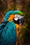 Beautiful Blue and Gold Macaw - Parrot Portrait