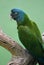 Beautiful Blue and Green Cuban Parrot on a Perch