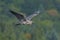 Beautiful blue heron bird soaring over a sunlit forest in the morning