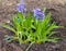 Beautiful blue hyacinth Hyacinthus orientalis with muscari ar