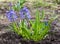 Beautiful blue hyacinth with muscari bloomed on a flower be