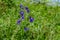 Beautiful blue inflorescence of  forking larkspur wildflowers close-up against a background of blurred bright spring-summer green