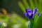 Beautiful blue iris in bloom