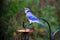 A beautiful Blue Jay eating peanuts from a bird feeder