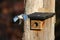 Beautiful blue jay in midflight, stretching its wings as it soars next to an outdoor birdhouse