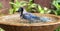 Beautiful Blue jay splashing around in a birdbath