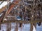 Beautiful blue jay in winter in Missouri.