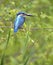 Beautiful blue Kingfisher