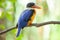 Beautiful blue Kingfisher bird