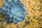 Beautiful blue leaf pattern of echeveria in desert