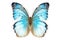 Beautiful Blue Morpho butterfly isolated on a white background with clipping path