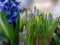 Beautiful blue muscari flowers. Viper onion or mouse hyacinth. Spring blue wildflowers