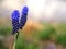 Beautiful blue muscari flowers. Viper onion or mouse hyacinth. Spring blue wildflowers