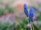 Beautiful blue muscari flowers. Viper onion or mouse hyacinth. Spring blue wildflowers