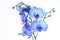 A beautiful blue orchid standing against a white background