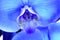 A beautiful blue orchid standing against a white background