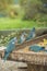 Beautiful blue parrots Kalita eats grain in captivity. Myiopsitta monachus outside the trough