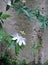 Beautiful blue passion fruit flower