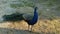 Beautiful blue peacock Green peafowl standing in park.