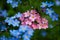 Beautiful blue and pink forget-me-not flowers