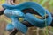 Beautiful Blue Poisonous Viper Snake From Indonesia