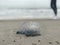 A beautiful blue and purple Atlantic Portuguese man o` war stands in front of a girl on the beaches of Florida