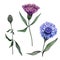 Beautiful blue and purple Centaurea flowers on stems with green leaves isolated on white background. Botanical set.