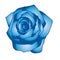 Beautiful Blue Rose Vector Colour