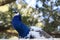 Beautiful Blue Royal Blue Peacock roaming in a garden.