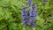 Beautiful Blue Salvia flower in spring. Sooting of static camera close up. Ajuga.