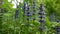 Beautiful Blue Salvia flower in spring. Sooting of static camera close up. Ajuga.