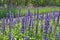 Beautiful blue salvia and violet verbena flower gardens