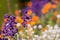 Beautiful blue salvia viridis flowers with  leaves in a garden