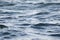 Beautiful   blue sea water surface with low waves. Seascape background. Calm Dark Sea Waves.