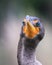 Beautiful blue and sharp eyes of a Double Crested Cormorant, Phalacrocorax auritus, close up, Everglades National Park