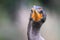 Beautiful blue and sharp eyes of a Double Crested Cormorant, Phalacrocorax auritus, close up, Everglades National Park