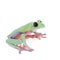 Beautiful blue-sided tree frog on white background