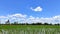 Beautiful blue sky background and beautiful white cloudy sky background over the green fresh rice fields, tropical agriculture.