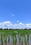 Beautiful blue sky background and beautiful white cloudy sky background over the green fresh rice fields, tropical agriculture.