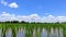 Beautiful blue sky background and beautiful white cloudy sky background over the green fresh rice fields, tropical agriculture.