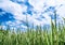 Beautiful blue sky cloud cloudy and paddy jasmine rice field.