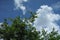 Beautiful blue sky and cloud with leave and branch of tree on foreground