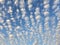 Beautiful Blue Sky Filled with Lines of Altocumulus Clouds Creating Patterns!