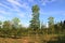 beautiful blue sky and green mahogany tree view environment