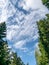 Beautiful blue sky, green tree tops, white clouds, suitable for background