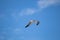 Beautiful blue sky with seagull flying across