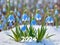 Beautiful, blue snowdrop flowers