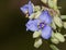 Beautiful blue Spiderwort flower